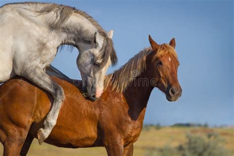 Comment les chevaux s’accouplent.